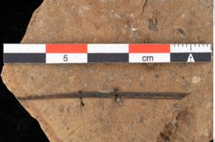 Foto (Detailansicht) von Peridermium palaeopini Ettingshausen (NHMW-GEO-2024-0188-0005)
